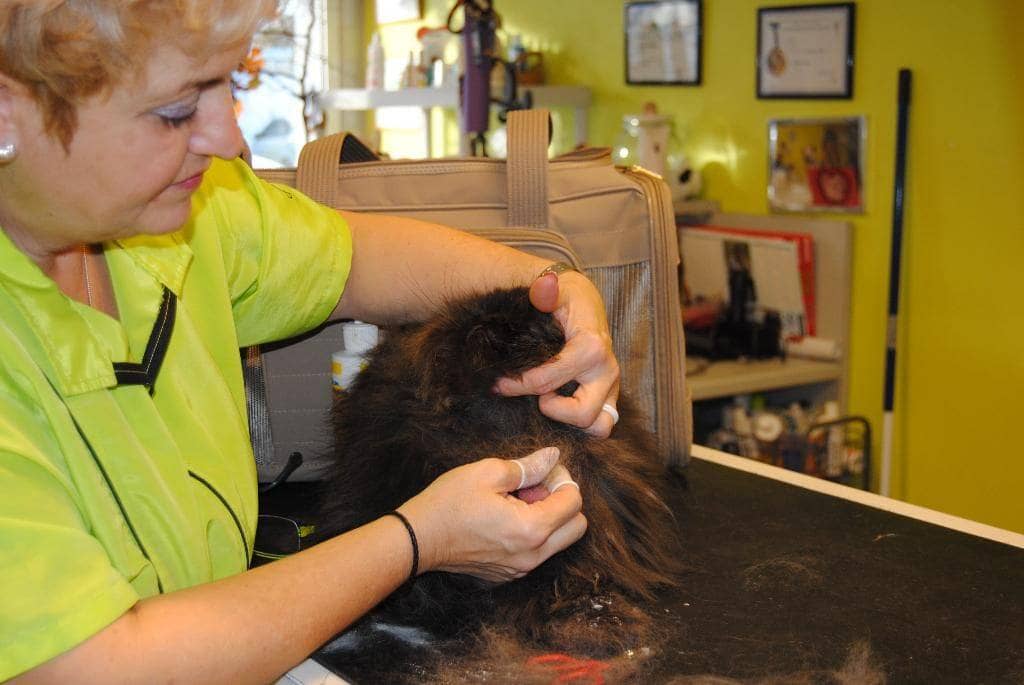 Toutoux minoux - Toiletteur canin et félin à Illzach